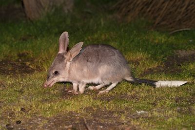 Bilby - Macrotis lagotis