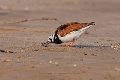 Turnstone - Arenaria interpres