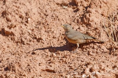 Desert lark - Ammomanes deserti