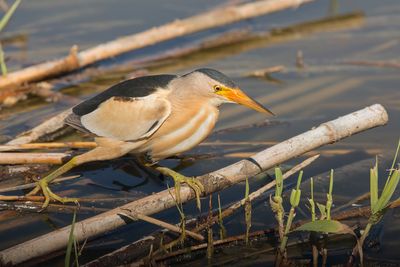 Little Bittern - Ixobrychus minutus