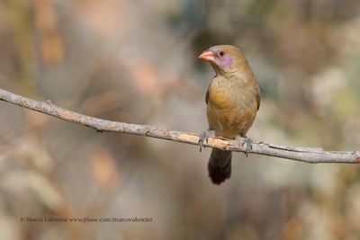 Violet-eared Waxbill - Granatina granatina