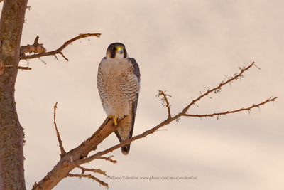 Barbary Falcon- Falco peregrinoides
