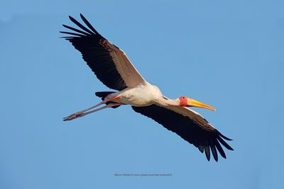 Yellow-billed Stork - Mycteria ibis