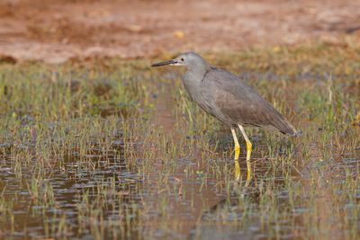 Slaty Egret - Egretta vinaceigula