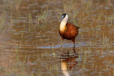 African jacana - Actophilornis africanus