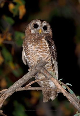 African Wood Owl - Stryx woodfordi