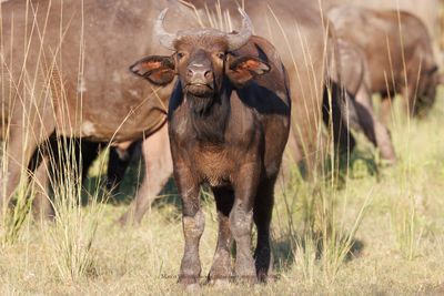 Cape Buffalo - Syncerus caffer