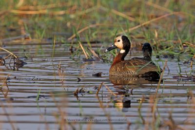 White-faced Whistling-duck - Dendrocygna viduata