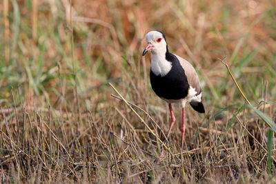 Long-toed Lapwing - Vanellus crassirostris