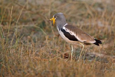 White-crowned lapwing - Vanellus albiceps