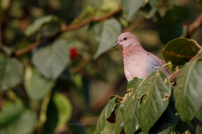 Laughing Dove - Streptopelia senegalensis