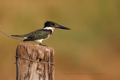 Amazon kingfisher - Chloroceryle amazona