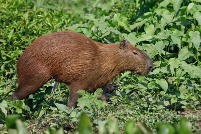 Capibara - Hydrochoerus hydrochaeris