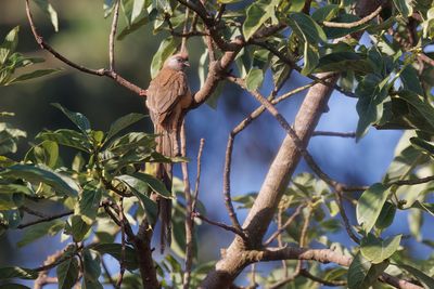 Speckled Mousebird - Colius striatus
