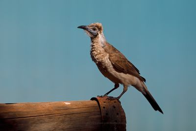 Little Friarbird - Philemon citreogularis