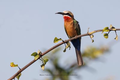 White-fronted Bee-eater - Merops bullockoides