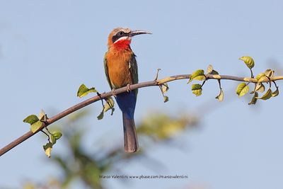 White-fronted Bee-eater - Merops bullockoides