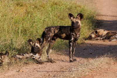 African Wild Dog - Lycaon pictus