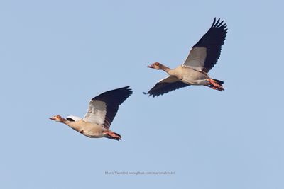 Egyptian Goose - Alopochen aegyptiaca