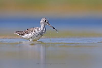 Greenshank - Tringa nebularia