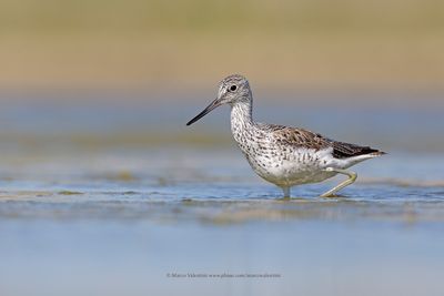 Greenshank - Tringa nebularia