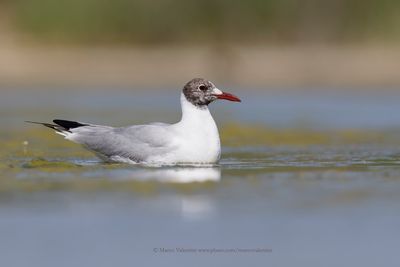 Black-headed gull - Chroicocephalus ridibundus