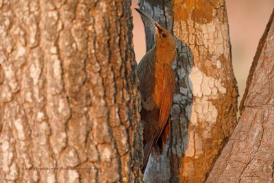 Great rufuous Woodcreeper - Xiphocolaptes major