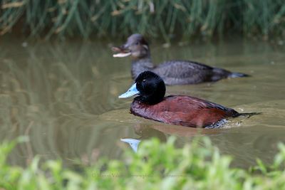 Blue-billed Duck - Oxyura australis