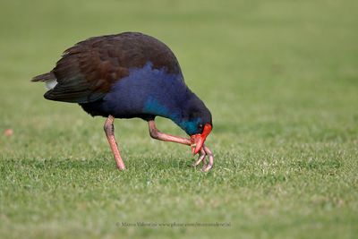 Australian Swamphen - Porphyrio melanotus