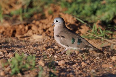 Emerald-spotted Wood-dove - Turtus chalcospilos