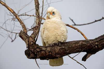 Western rosella - Cacatua pastinator