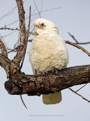 Western rosella - Cacatua pastinator
