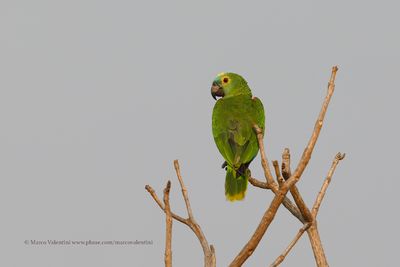 Turquoise-fronted Amazon - Amazona aestiva