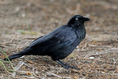 Australian raven - Corvus coronoides