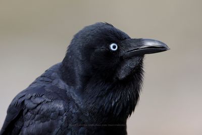 Australian raven - Corvus coronoides