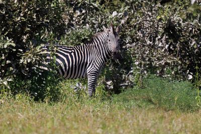 Plain Zebra - Equus quagga