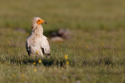 Egyptian vulture - Neophron percnopterus