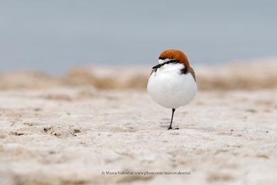 Red-capped Plover - Charadrius ruficapillus