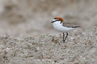 Red-capped Plover - Charadrius ruficapillus