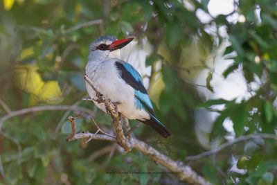 Woodland Kingfisher - Halcyon senegalensis