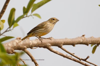 Saffron finch - Sicalis flaveola