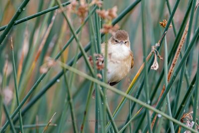 Australian reed-warbler - Acrocephalus australis