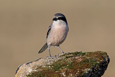 Southern Grey shrike - Lanius meridionalis