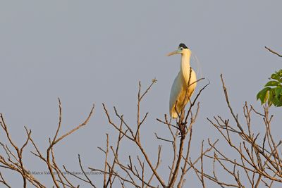 Capped heron - Pilherodius pileatus