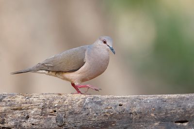 White-tipped dove - Leptotila verreauxi