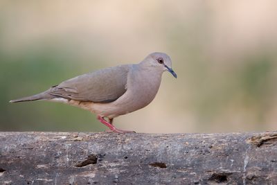 White-tipped dove - Leptotila verreauxi