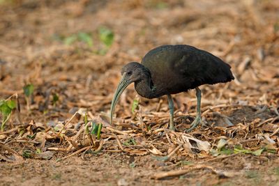 Green ibis - Mesembrinibis cayennensis