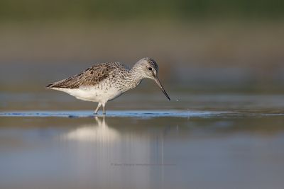 Greenshank - Tringa nebularia