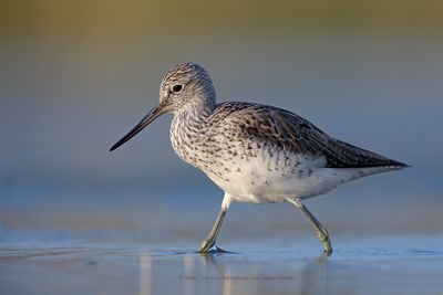 Greenshank - Tringa nebularia