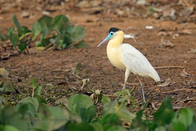Capped heron - Pilherodius pileatus